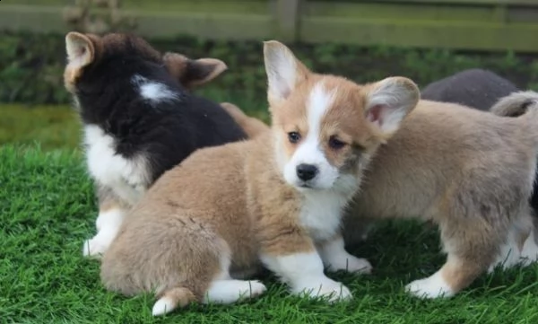 welsh corgi pembroke cuccioli | Foto 0