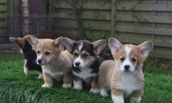 welsh corgi pembroke cuccioli