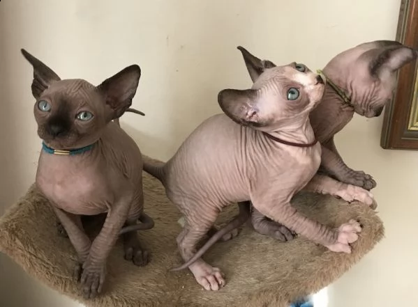 gattini sphynx in cerca di famiglia