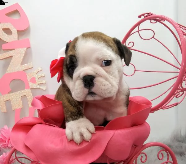 cucciolo bulldog inglese., | Foto 0