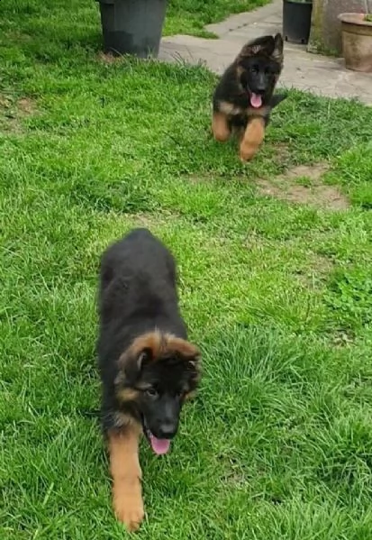  cuccioli pastore tedesco pelo lungo 