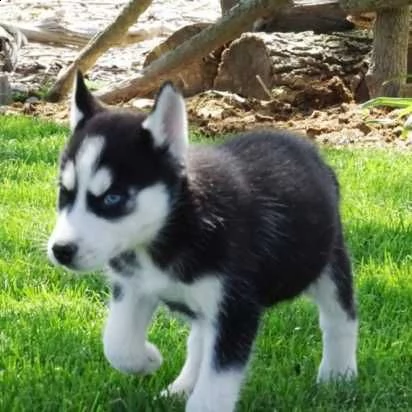 eccellenti cuccioli di siberian huskies per l'adozione