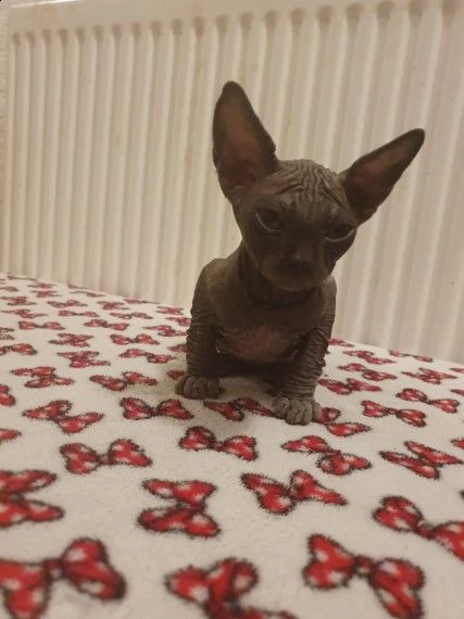 canadian sphynx gattini di 80 giorni 