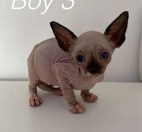 canadian sphynx 3 splendidi gattini 