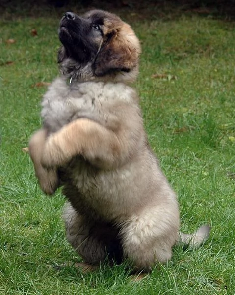 cuccioli di leon berger  siamo urgentemente alla ricerca di una nuova casa per i nostri cuccioli di 