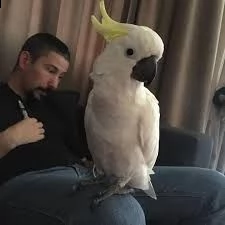 i nostri pappagalli cacatua sono disponibil. abbiamo avuto