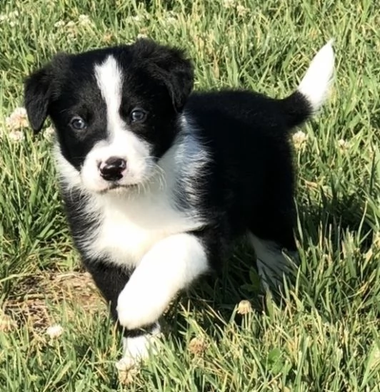 offro in adozione cucciolo border collie con pedigree  cuccioli di border collie per l'adozione vi p