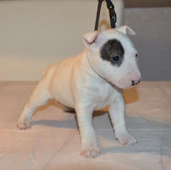 bull terrier cuccioli disponibile per l'adozione offro in adozione cucciolata di bull terrier presti