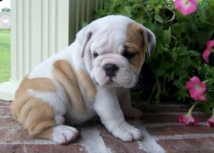 cuccioli di bulldog versione inglese (gratuito) abbiamo cuccioli di bulldog inglese disponibile vers