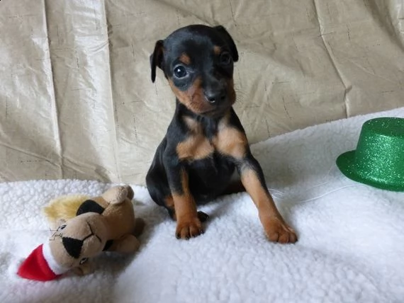 regalo cuccioli di pinscher 