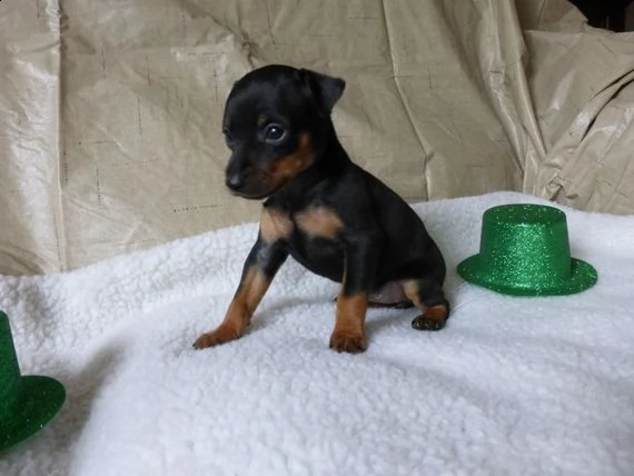 regalo cuccioli di pinscher  | Foto 0