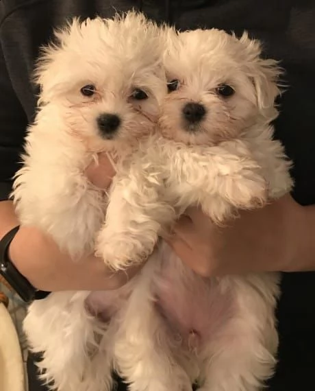 cuccioli di maltese toy di 70 giorni con primo vaccino