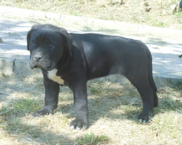 (folco splendido cane corso in regalo)