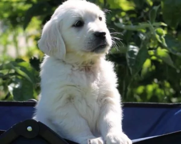 golden retriever cuccioli esenti tare ereditarie