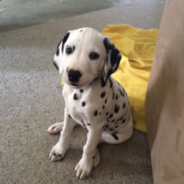   regalo dalmata