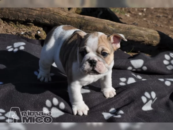 regalo cuccioli bulldog inglese per l'adozione