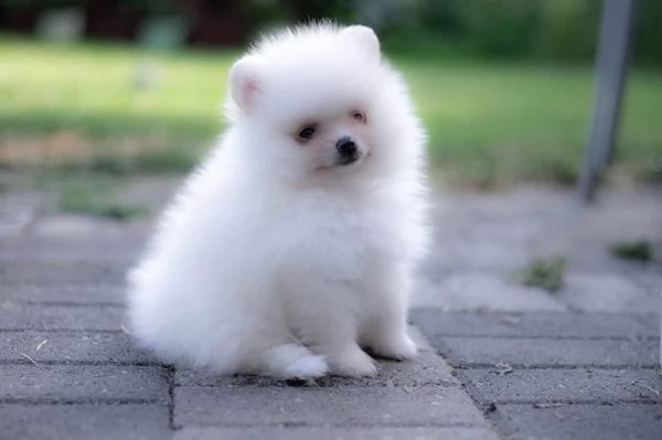 cucciolo di volpino pomerania toy