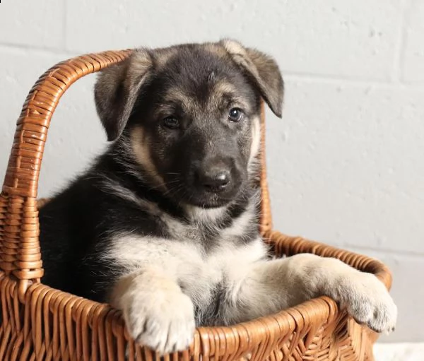 vendita cucciolo bellissimi cuccioli di pastore tedesco 