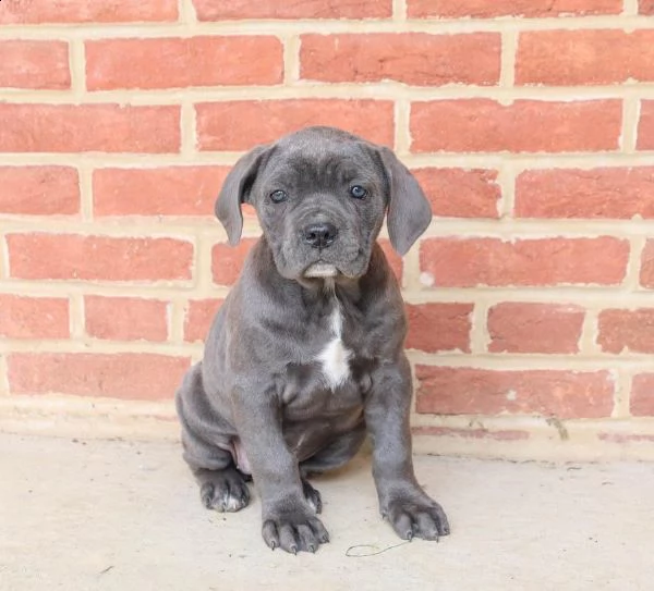 vendita cucciolo cucciole cane corso