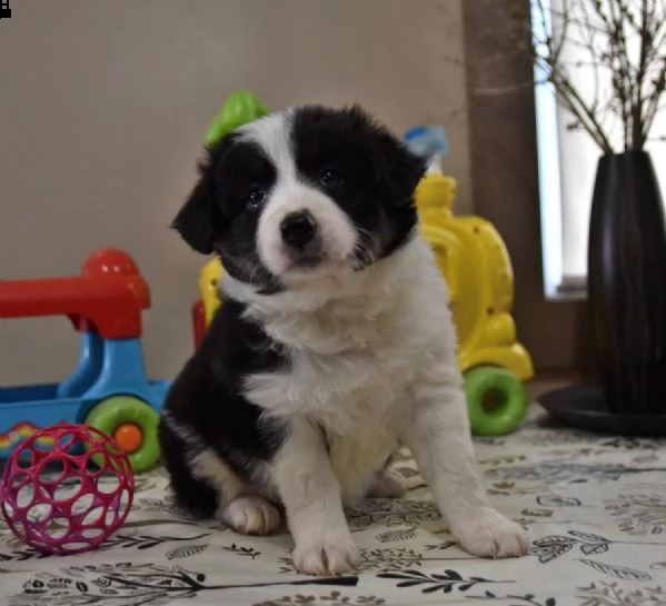 vendita cucciolo cuccioli border collie