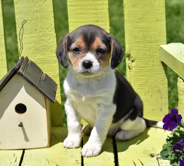 vendita cucciolo cuccioli di beagle tricolor e bianco arancio  | Foto 0