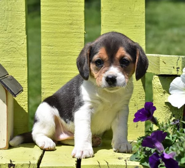 vendita cucciolo cuccioli di beagle tricolor e bianco arancio 