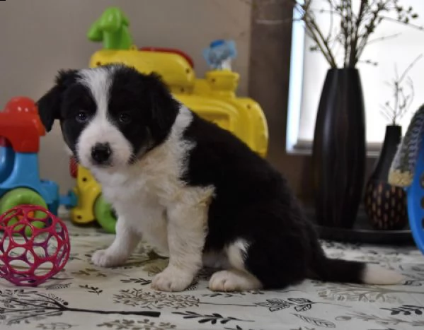 vendita cuccioli bellissimi di border collie | Foto 0