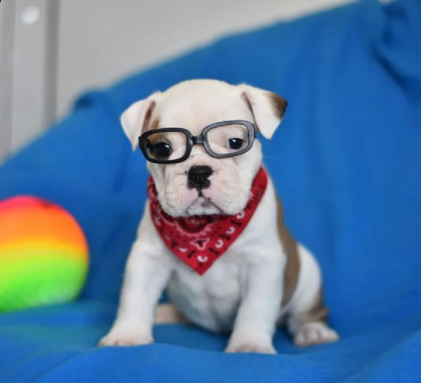 (vendita cucciolo disponibili splendidi cuccioli di bulldog inglese.) | Foto 0