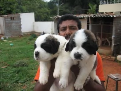 regalo cuccioli san bernardo