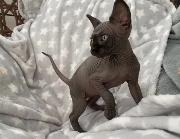 sphynx razza pura di 3 mesi con pedigree anfi