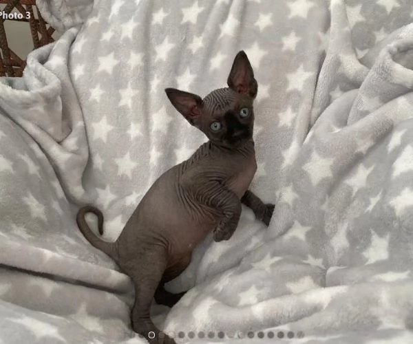 sphynx razza pura di 3 mesi con pedigree anfi | Foto 2