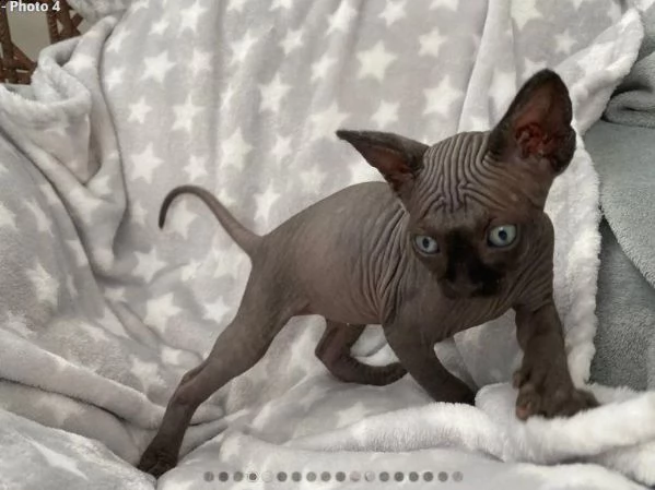 sphynx razza pura di 3 mesi con pedigree anfi | Foto 1