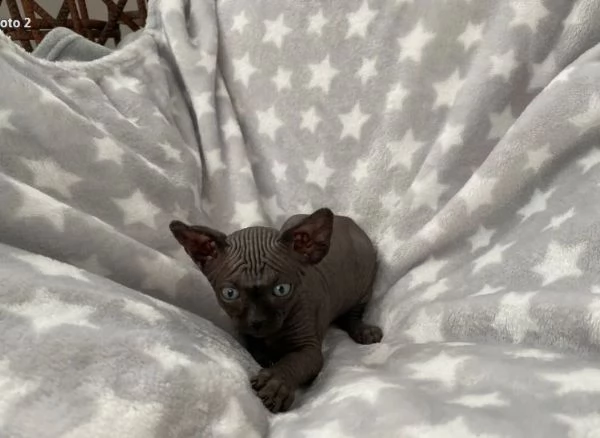 sphynx razza pura di 3 mesi con pedigree anfi | Foto 0