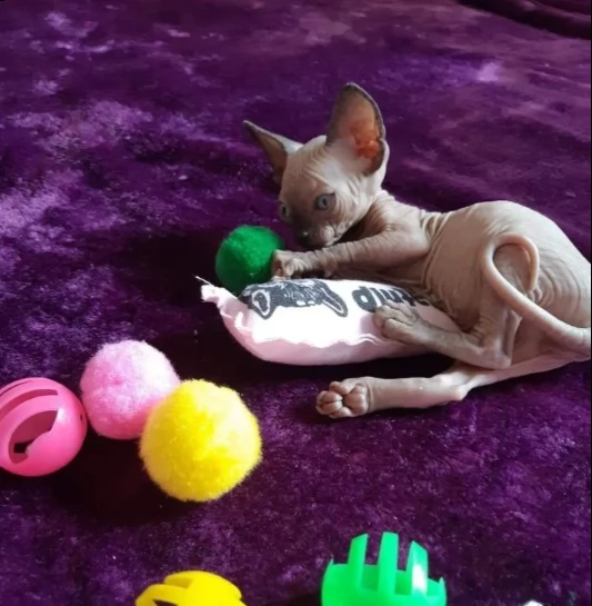 3 bellissimi cuccioli sphynx | Foto 2