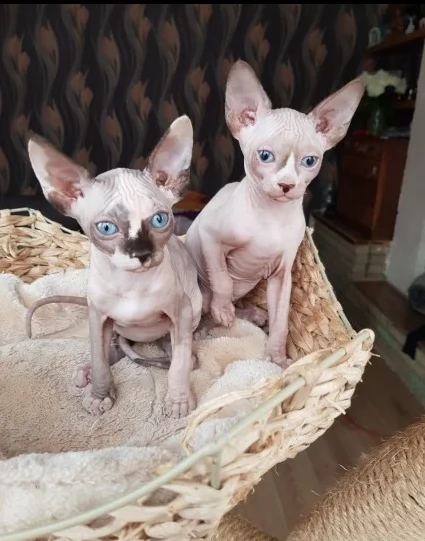 3 bellissimi cuccioli sphynx