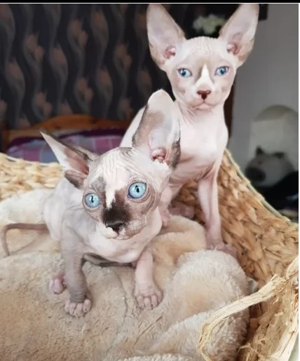 3 bellissimi cuccioli sphynx | Foto 0