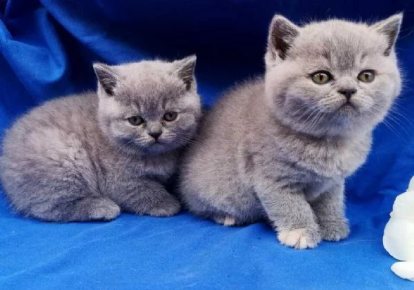 british shorthair blue