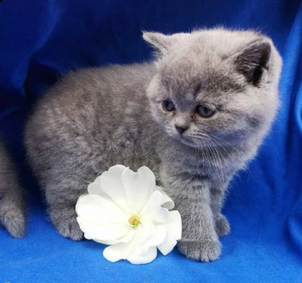 british shorthair blue | Foto 2