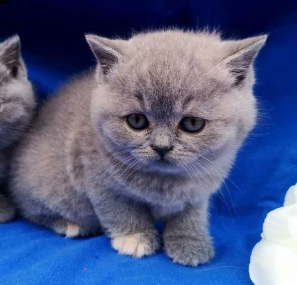 british shorthair blue | Foto 1