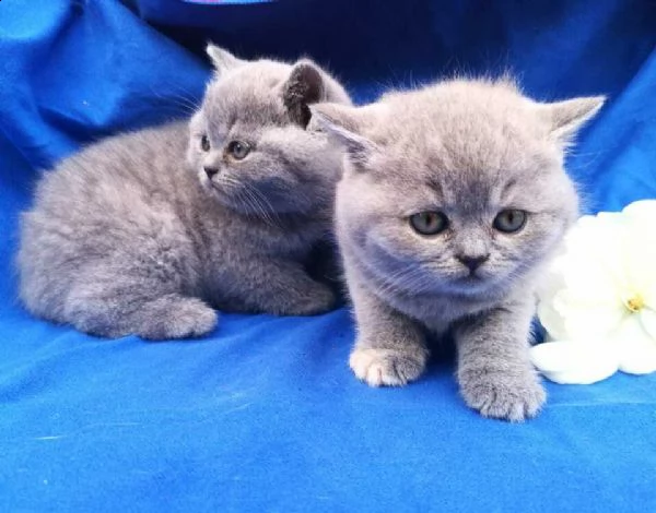 british shorthair blue | Foto 0