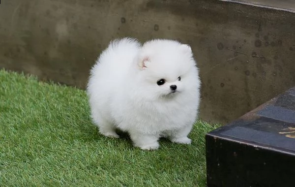 regalo cuccioli volpino della pomerania con pedigree