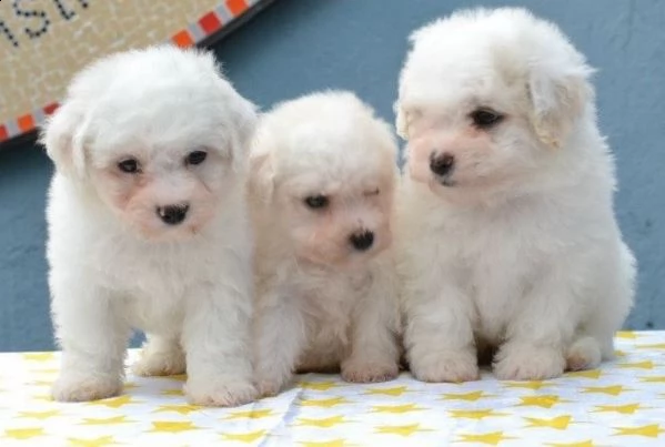 regalo maltese toy cuccioli disponibile per l'adozione adorabili 