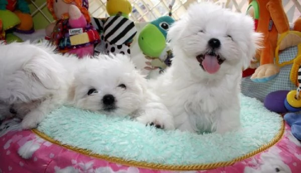 cuccioli maltese toy manto bianco | Foto 0