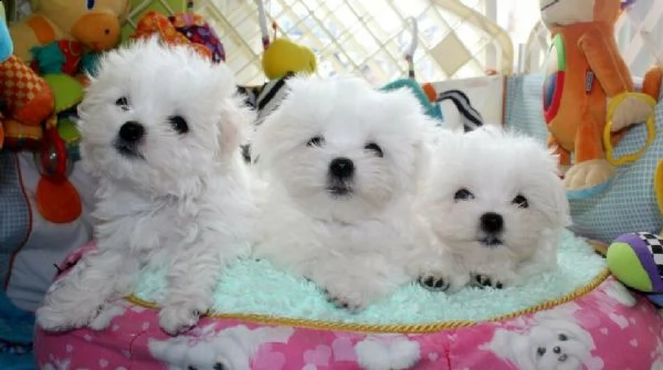 cuccioli maltese toy manto bianco