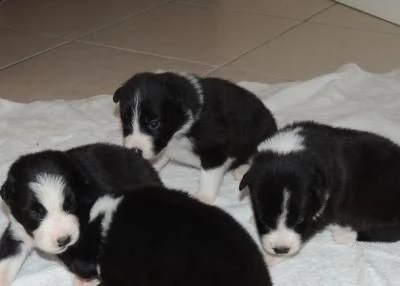 regalo border collie cuccioli disponible per l'adozione