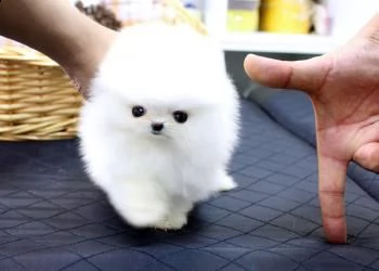 regalo volpino pomerania cuccioli