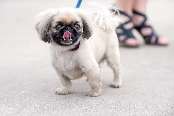 adorabili cuccioli di pechinese femminucce e maschietti