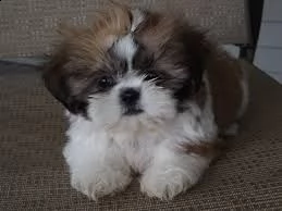     regalo shih-tzu  toy