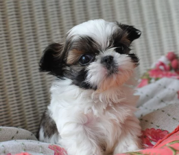     regalo shih-tzu  toy | Foto 0