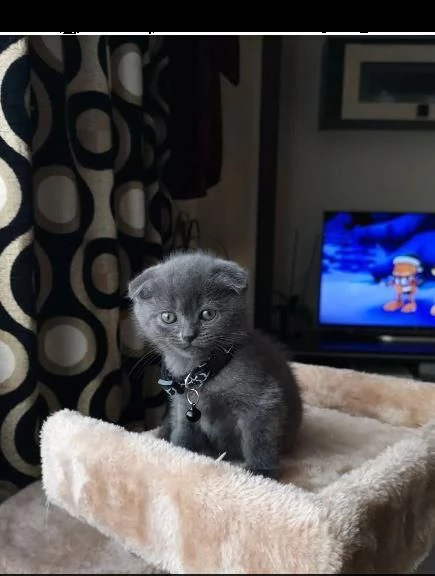 gattino scottish fold blue maschio e femmina | Foto 0